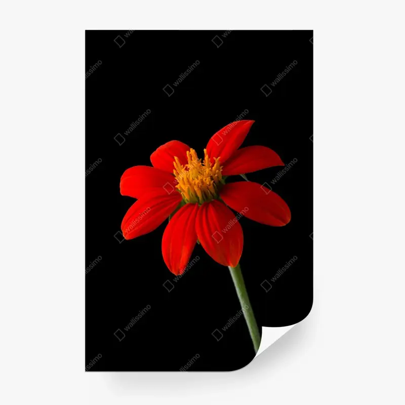 Fototapete leuchtende mexikanische sonnenblume auf schwarzem hintergrund