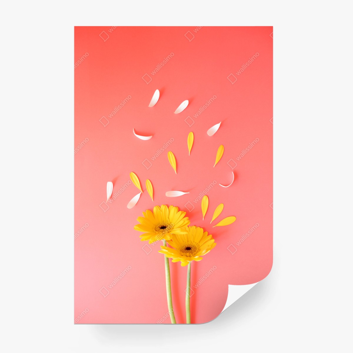 Fototapete sonnige gelbe gerbera auf korallfarbenem hintergrund – Pixers®