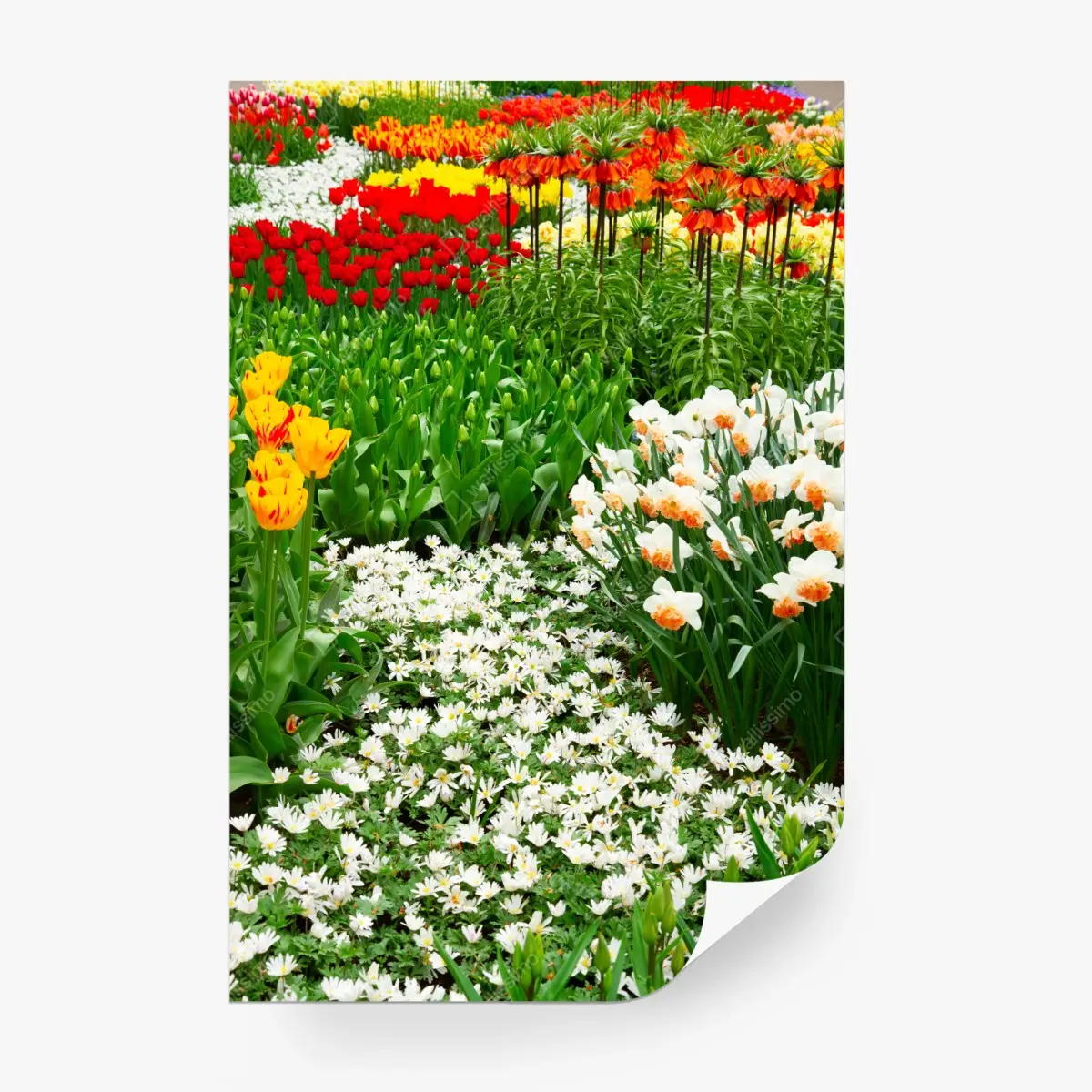 Fototapete lebendiger frühlingsblumengarten – Pixers®