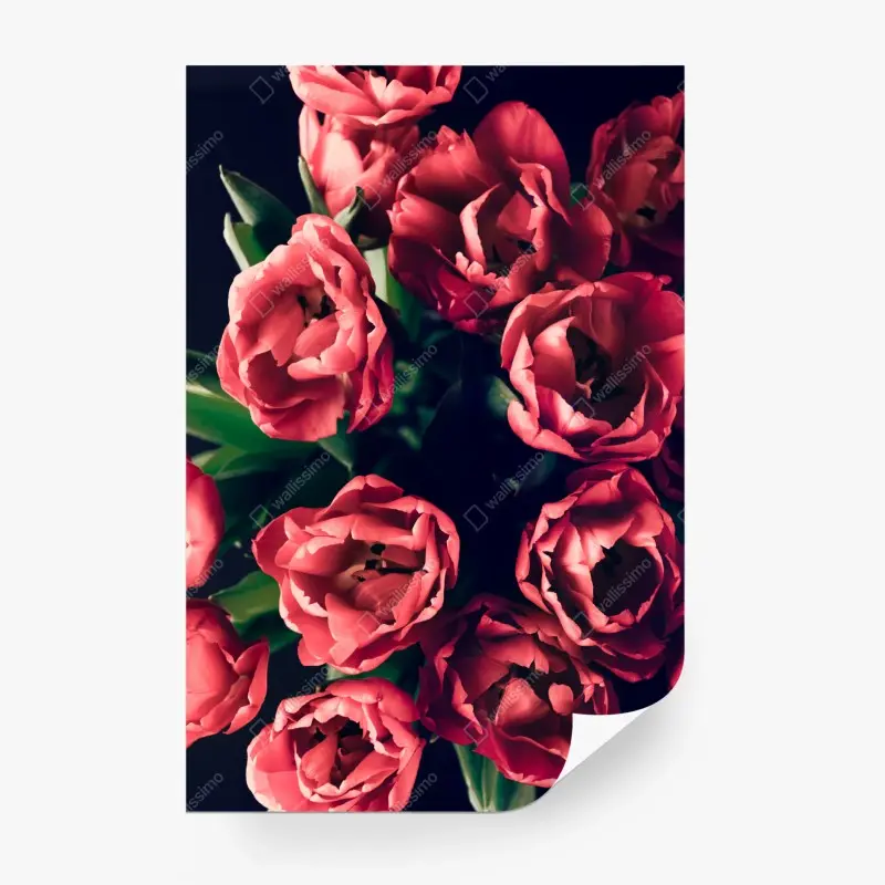 Fototapete stimmungsvolles rosa tulpenbukett