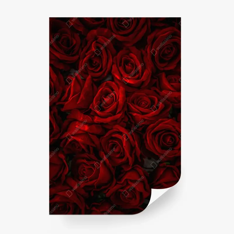 Fototapete intensive rote rosen nahaufnahme
