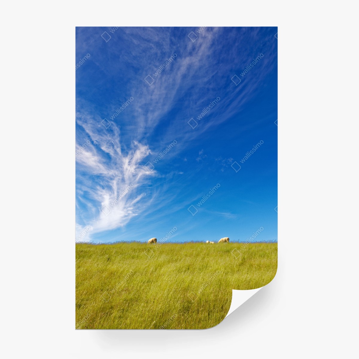 Fototapete ruhige wiese unter blauem himmel – Pixers®