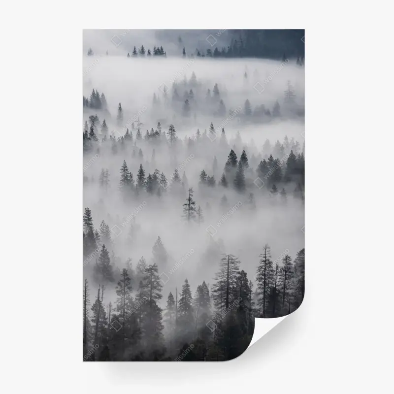 Fototapete nebeliger kiefernwald