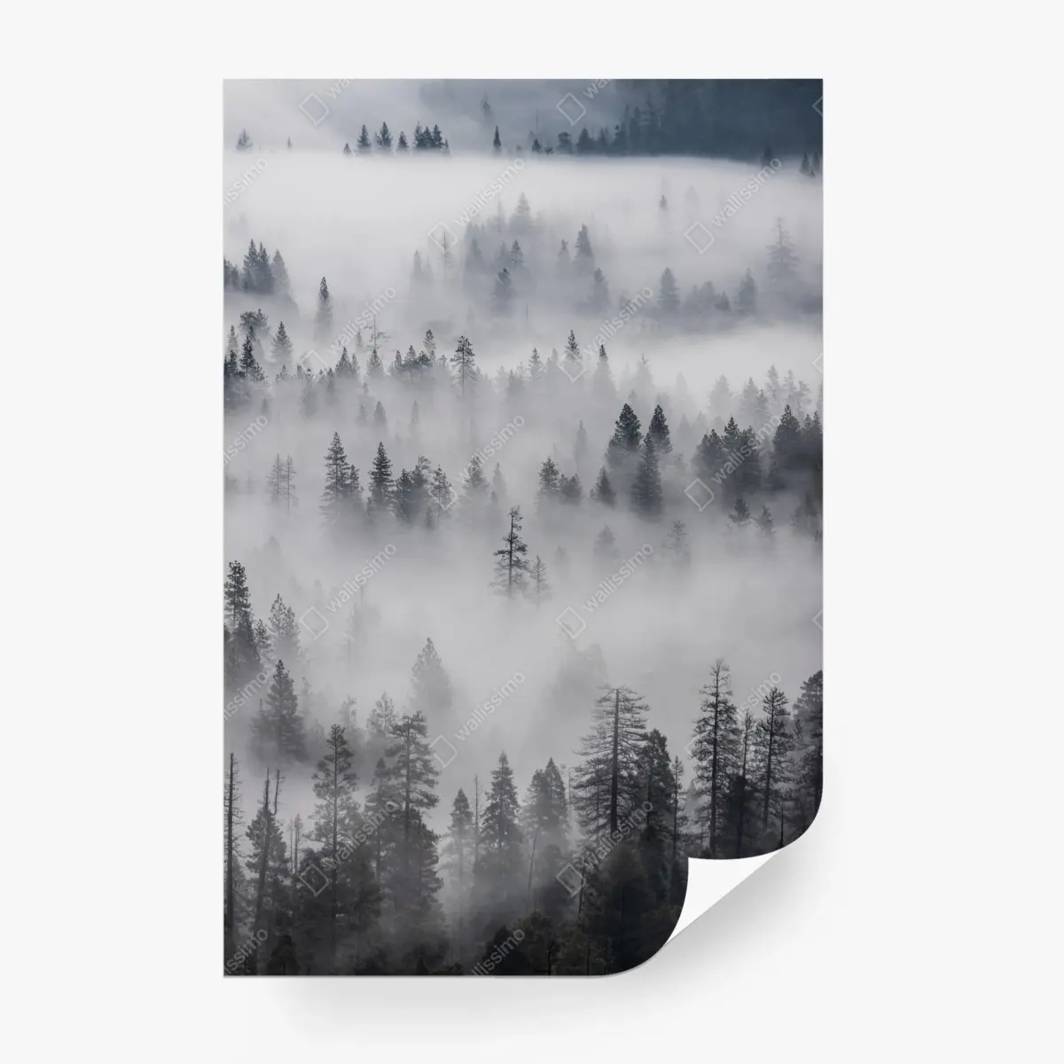 Fototapete nebeliger kiefernwald – Pixers®