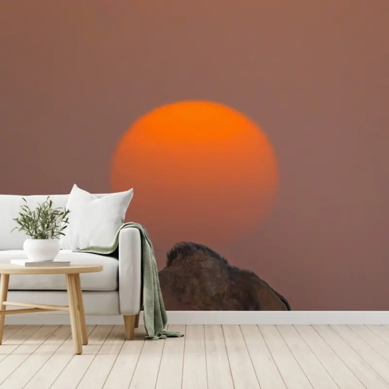 Fototapete kamel vor sonnenuntergang in der wüste