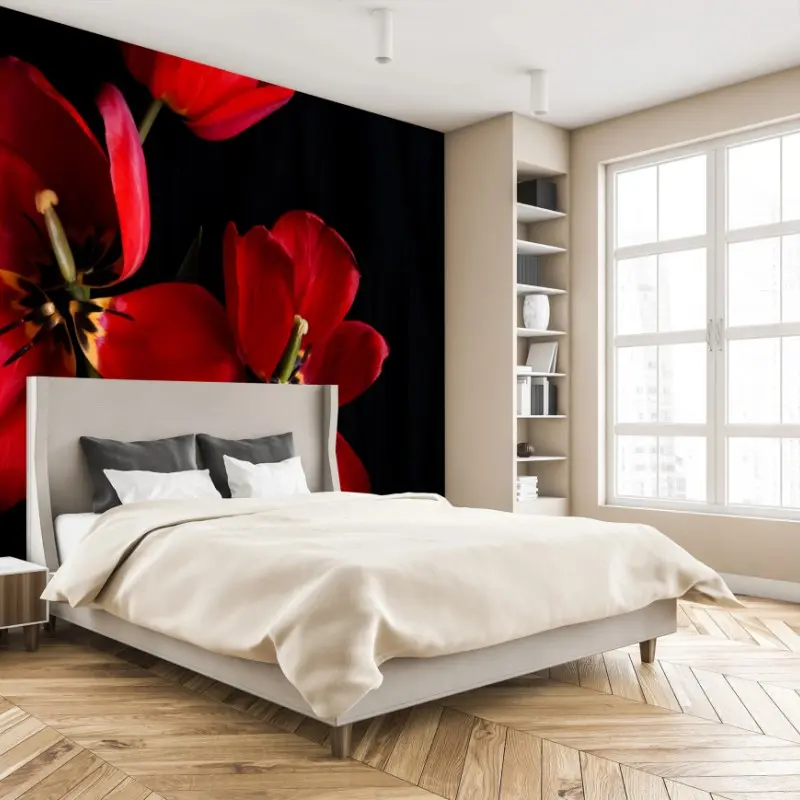 Fototapete drei rote tulpen vor schwarzem hintergrund