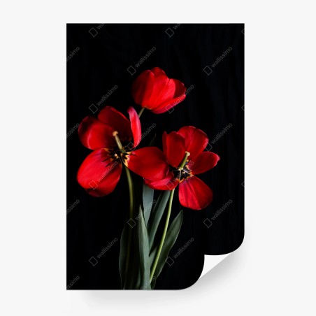 Fototapete drei rote tulpen vor schwarzem hintergrund – Pixers®