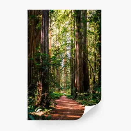 Fototapete majestätischer weg im sekwoienwald – Pixers®