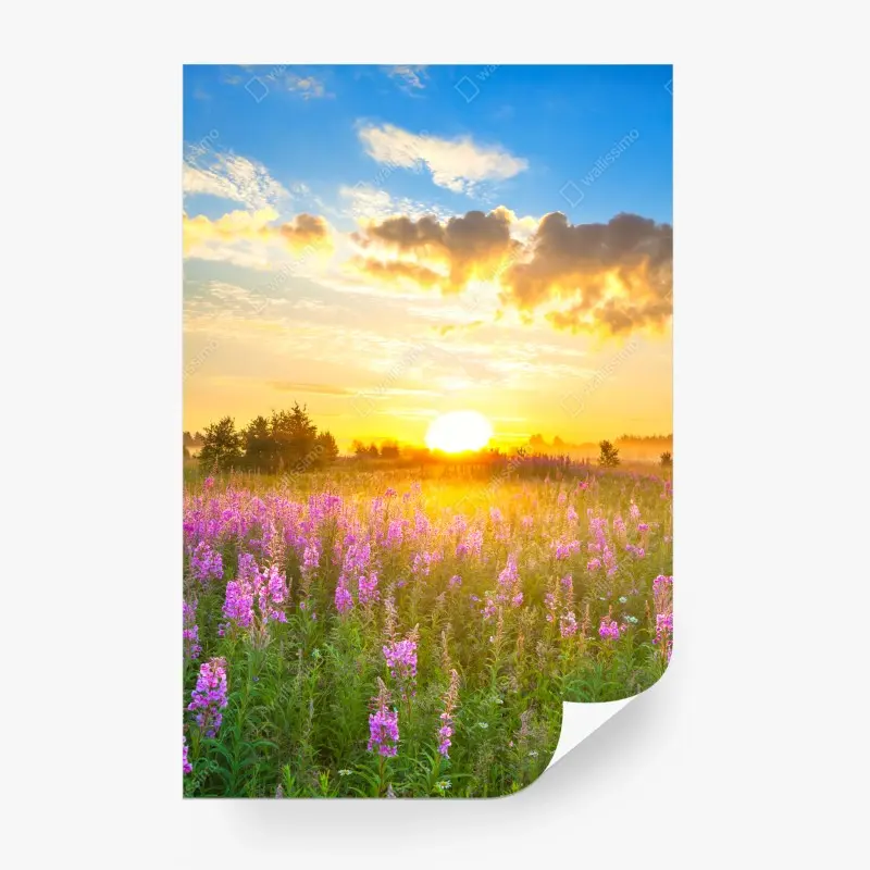 Fototapete sonnenaufgang über violetter wildblumenwiese