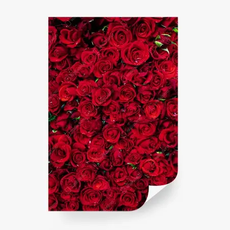 Fototapete dichte wand aus roten rosen – Pixers®