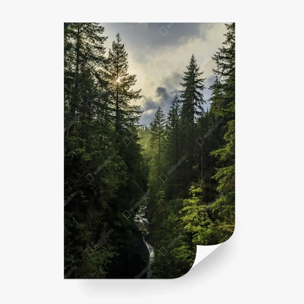 Fototapete nebliger immergrüner wald mit wasserfall – Pixers®