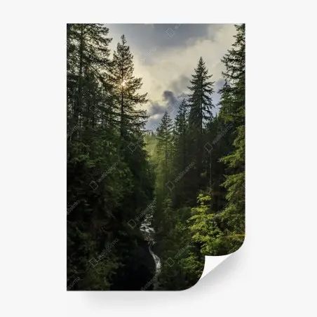 Fototapete nebliger immergrüner wald mit wasserfall – Pixers®