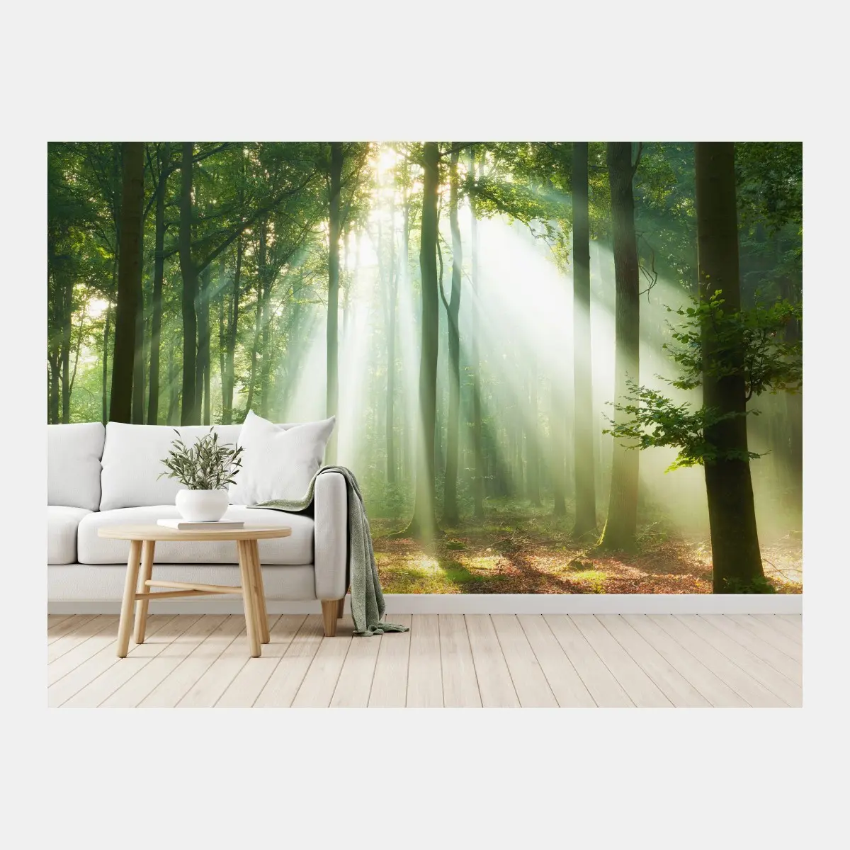 Fototapete morgendliches licht im wald – Pixers®