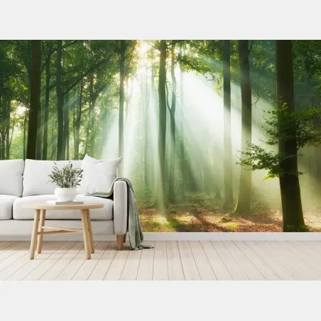 Fototapete morgendliches licht im wald – Pixers®