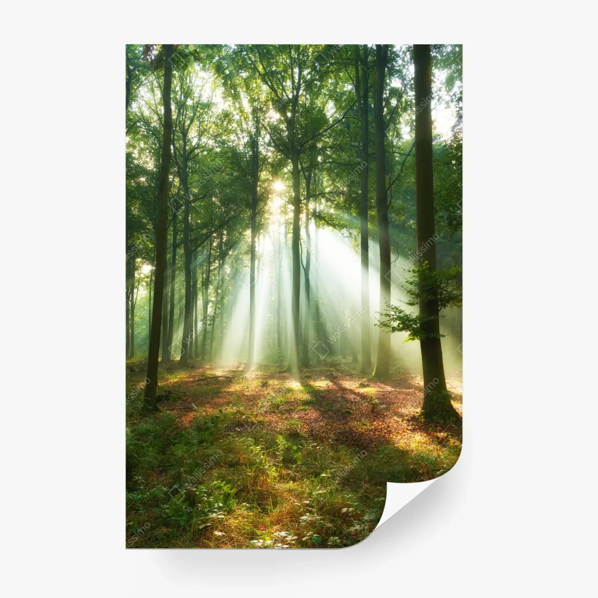 Fototapete morgendliches licht im wald – Pixers®