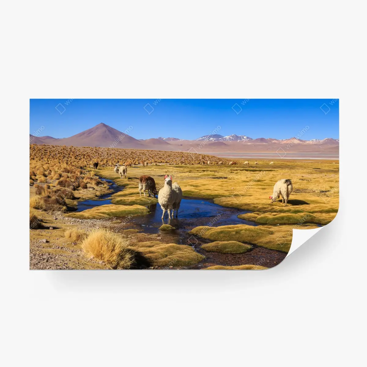 Fototapete lama auf dem altiplano der Anden – Pixers®