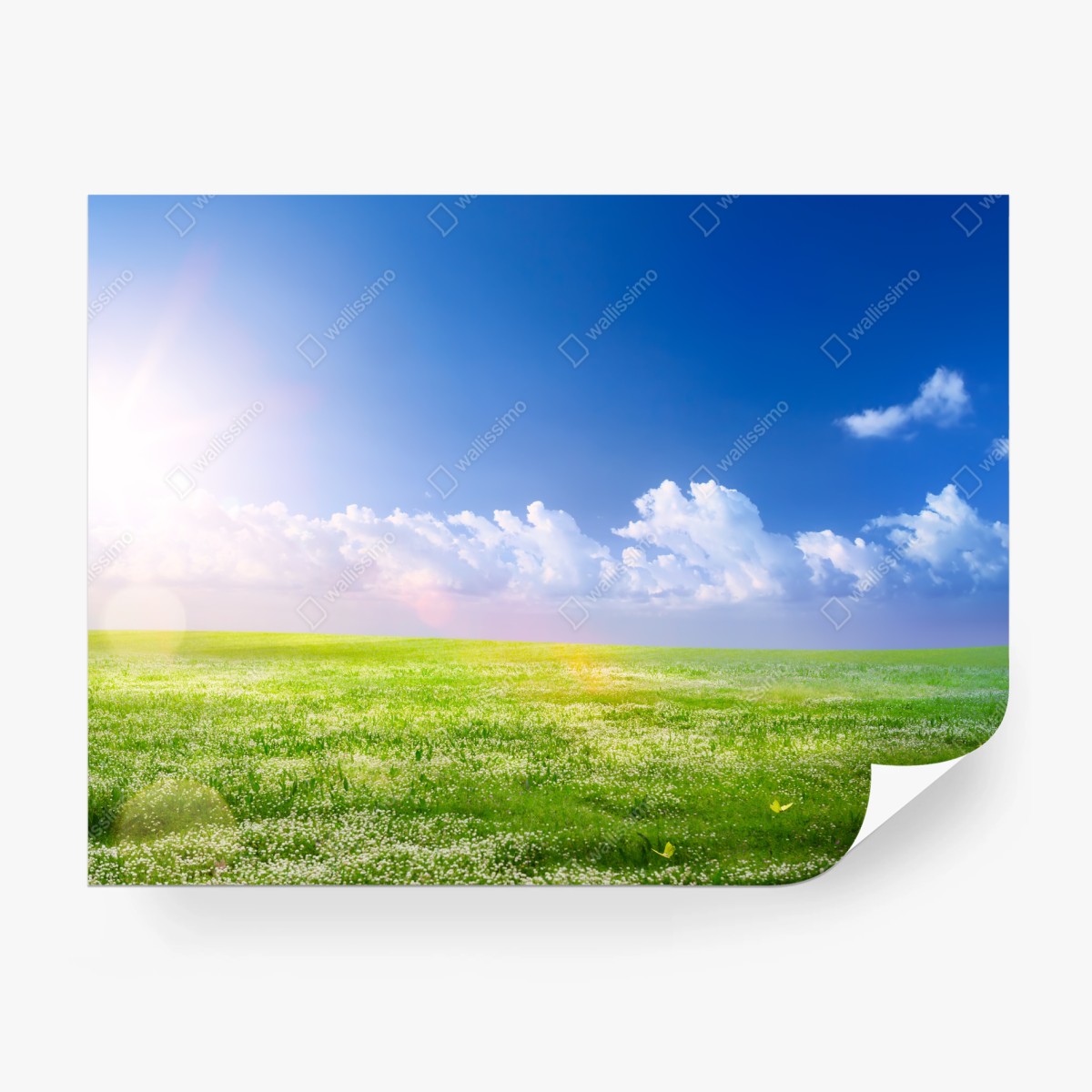 Fototapete sonnige frühlingswiese unter blauem himmel – Pixers®