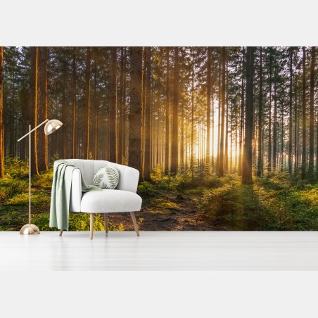 Fototapete sonnenbeschienener waldweg am morgen – Pixers®