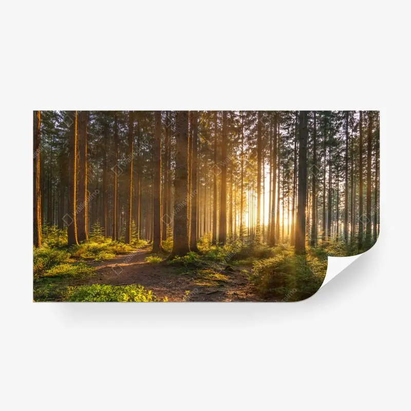 Fototapete sonnenbeschienener waldweg am morgen