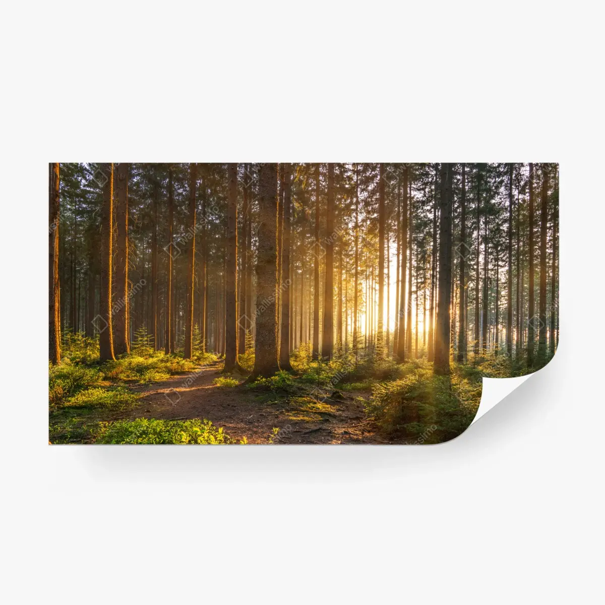 Fototapete sonnenbeschienener waldweg am morgen – Pixers®
