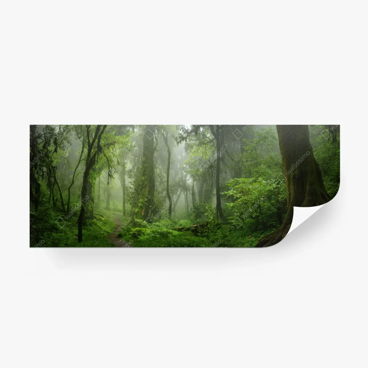 Fototapete nebliger tropischer dschungelpfad – Pixers®