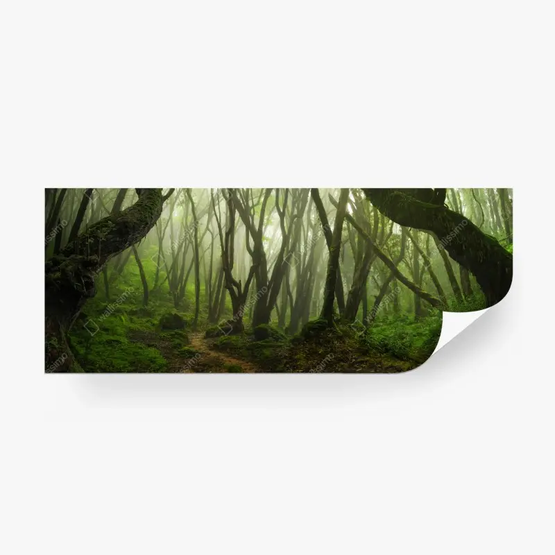 Fototapete nebliger grüner waldpfad