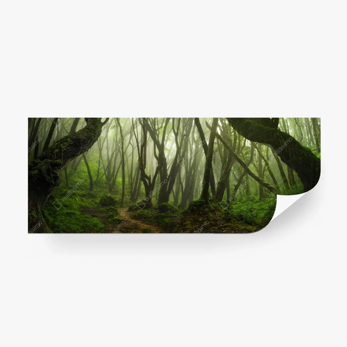 Fototapete nebliger grüner waldpfad – Pixers®