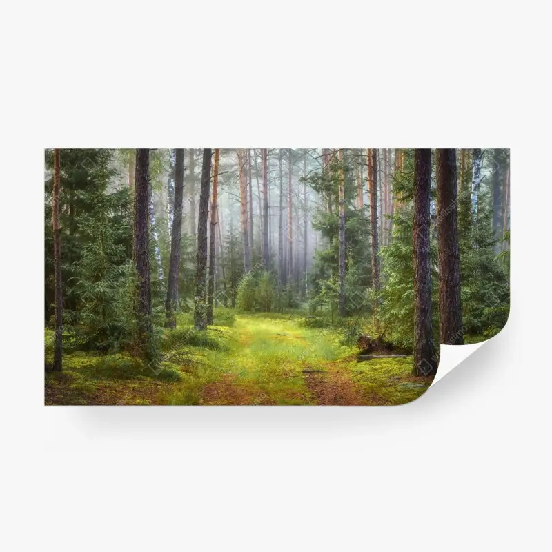 Fototapete nebliger kiefernwald mit pfad
