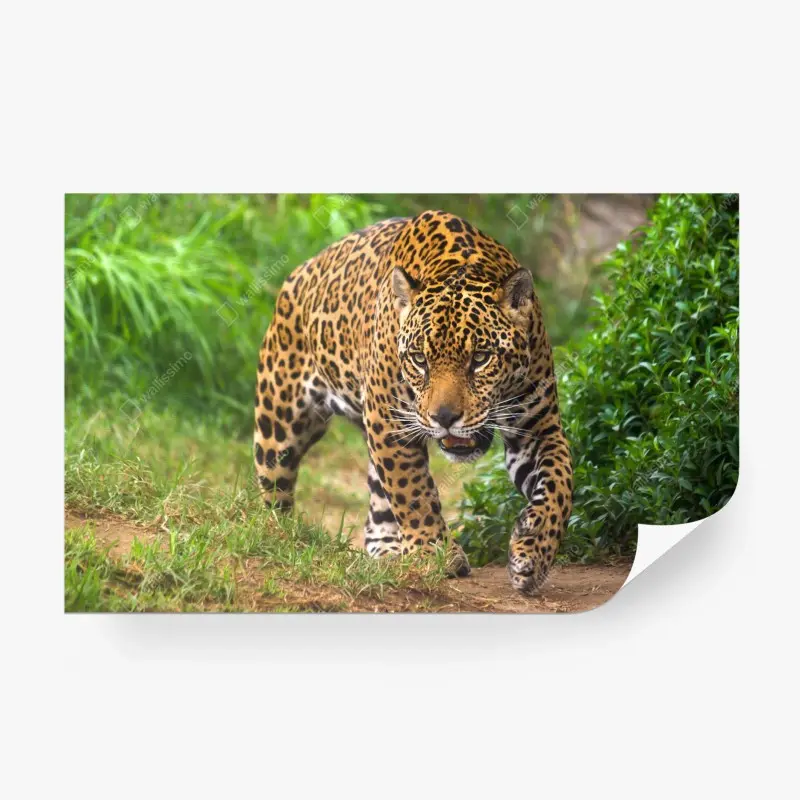 Fototapete majestätischer jaguar in freier wildbahn