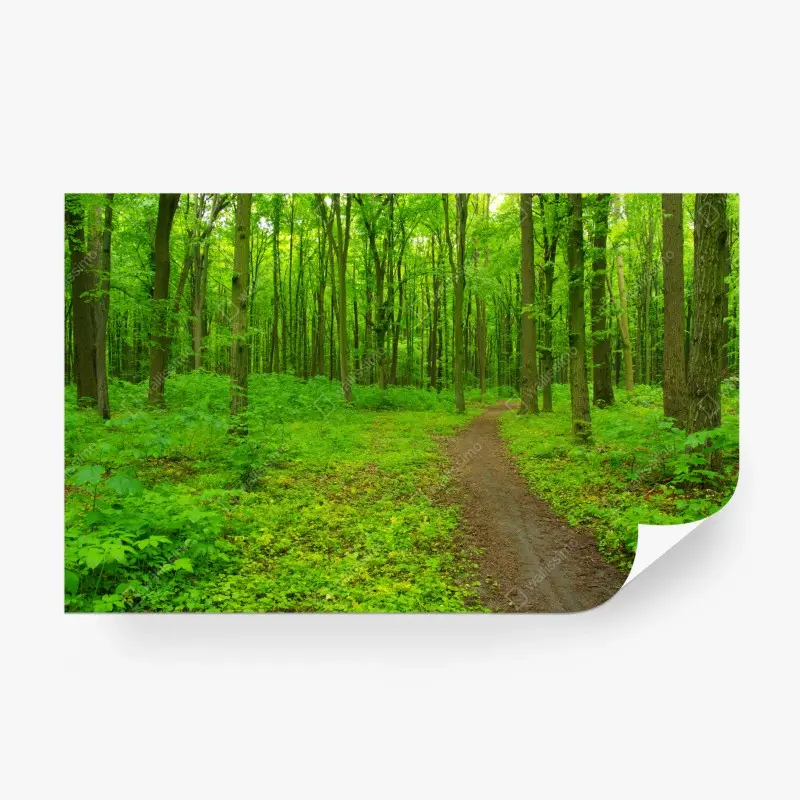 Fototapete beruhigender grüner waldweg