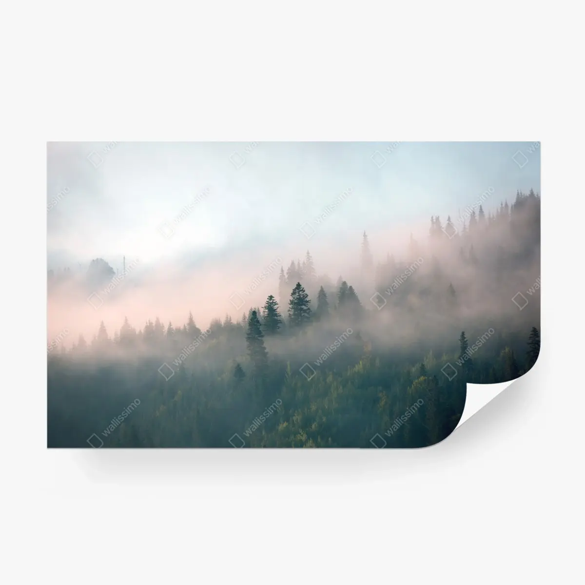 Fototapete nebliger morgenwald – Pixers®