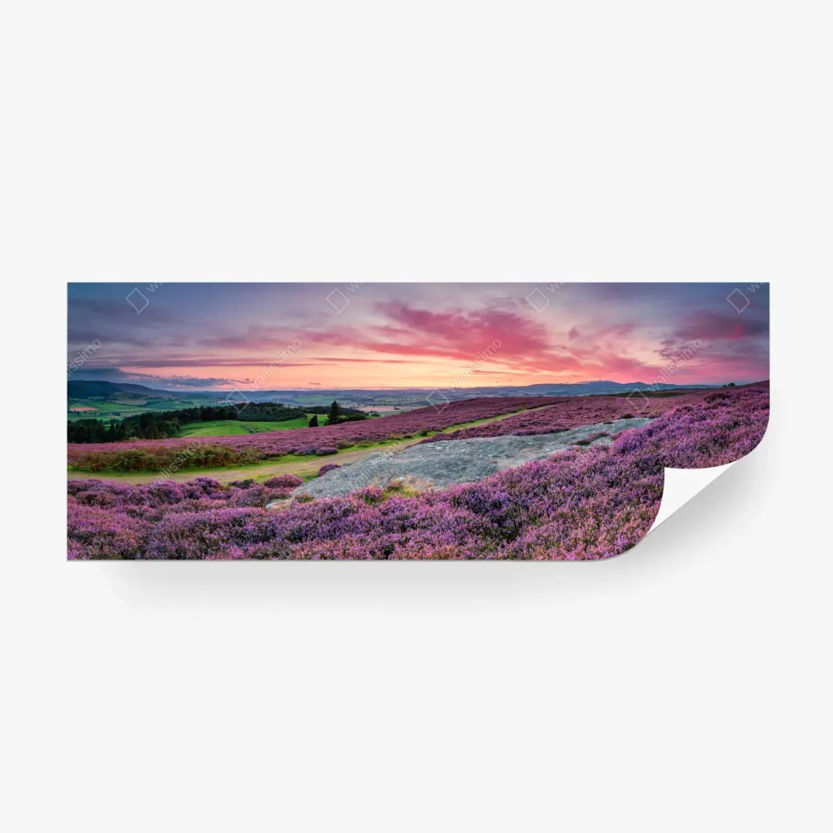 Fototapete violette heideflächen bei sonnenuntergang – Pixers®