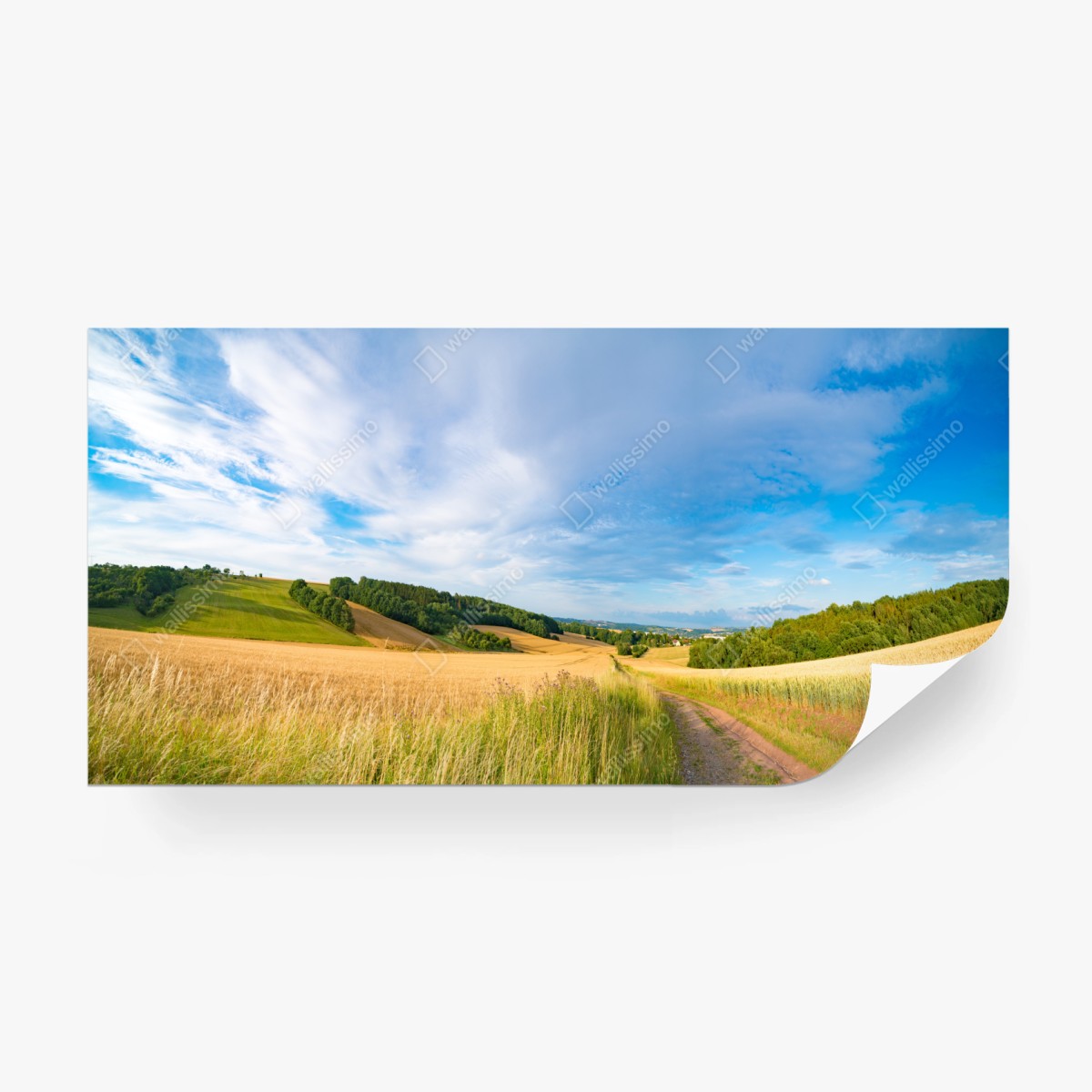 Fototapete morgendliche weizenlandschaft in Kansas – Pixers®