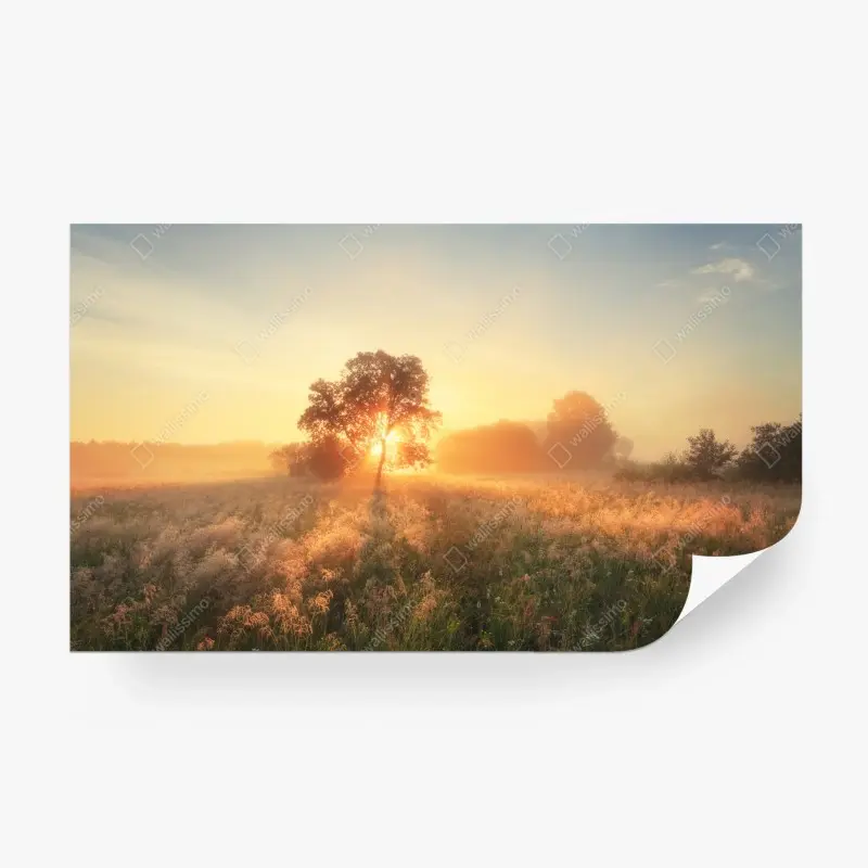 Fototapete goldener sonnenaufgang über nebliger wiese