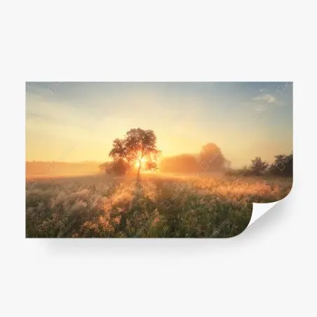 Fototapete goldener sonnenaufgang über nebliger wiese – Pixers®