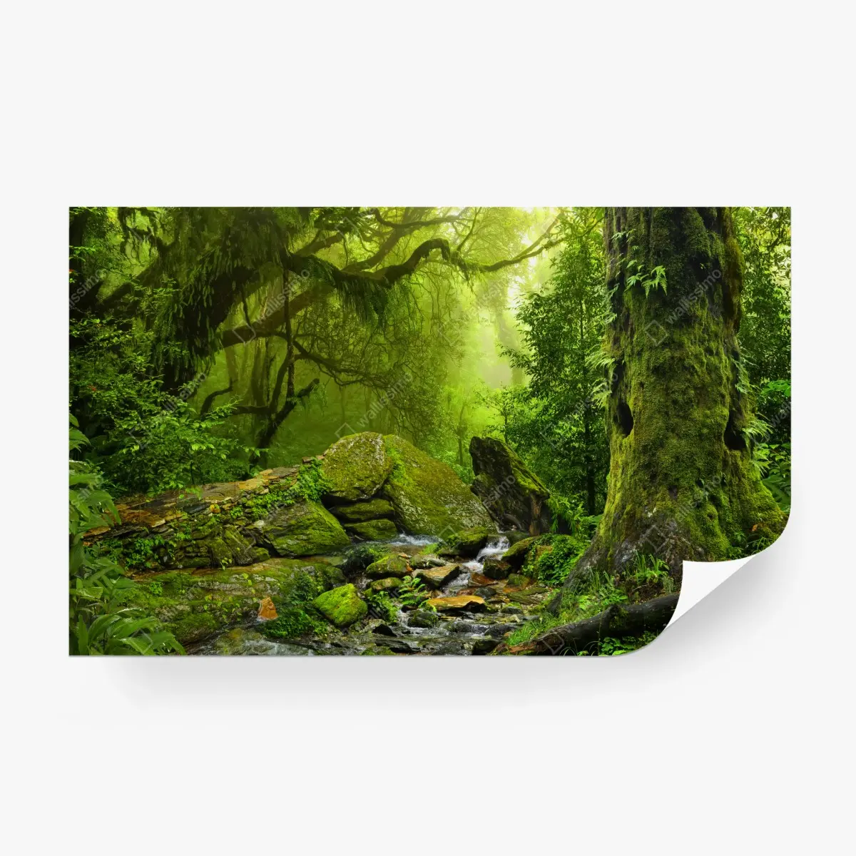 Fototapete moosbedeckter waldbach – Pixers®
