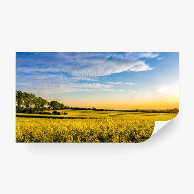 Fototapete sonnenbeschienenes rapsfeld im abendlicht