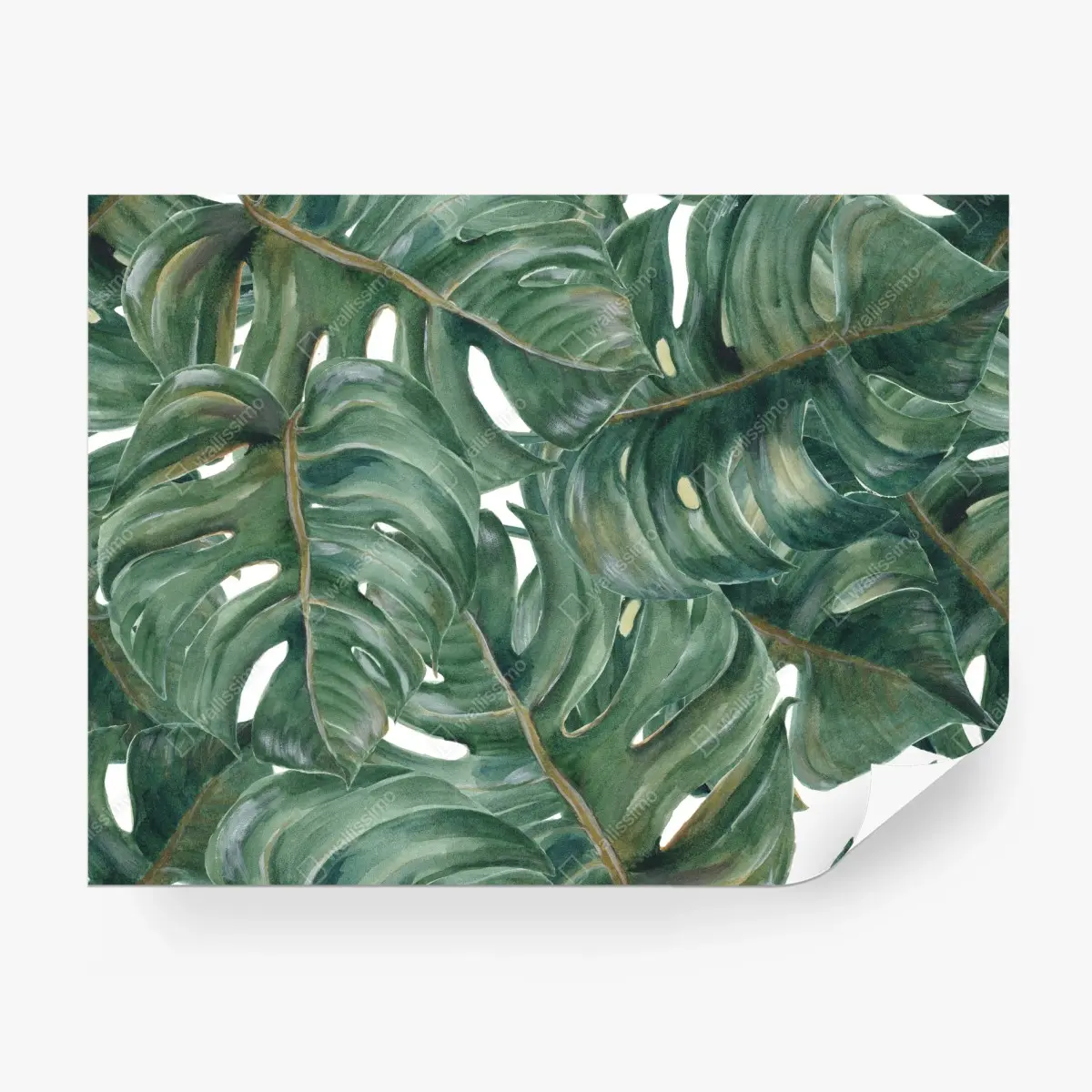 Fototapete monstera blätter in aquarell – Pixers®