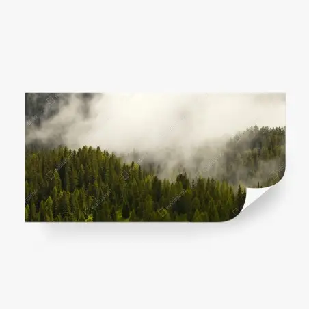 Fototapete nebliger nadelwald im morgengrauen – Pixers®