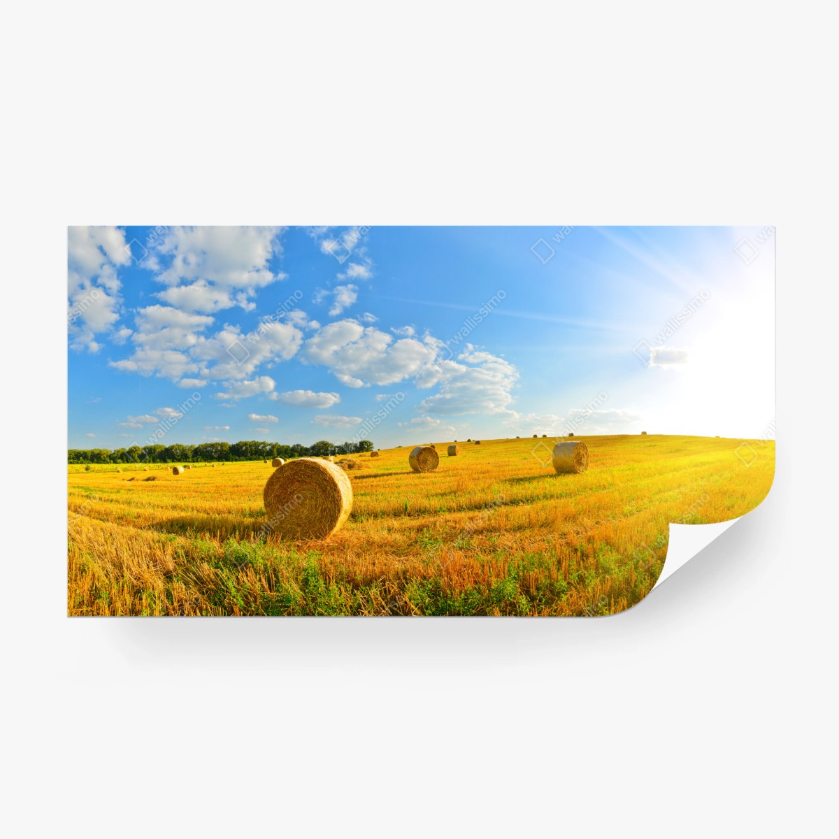 Fototapete goldenes heufeld unter blauem himmel – Pixers®