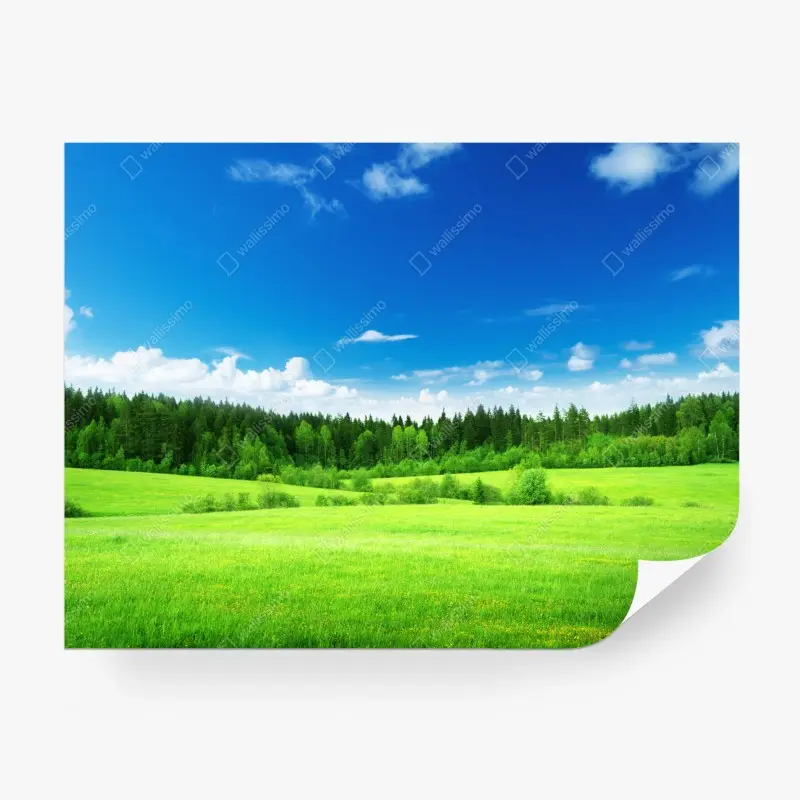 Fototapete frühlingswiese unter blauem himmel