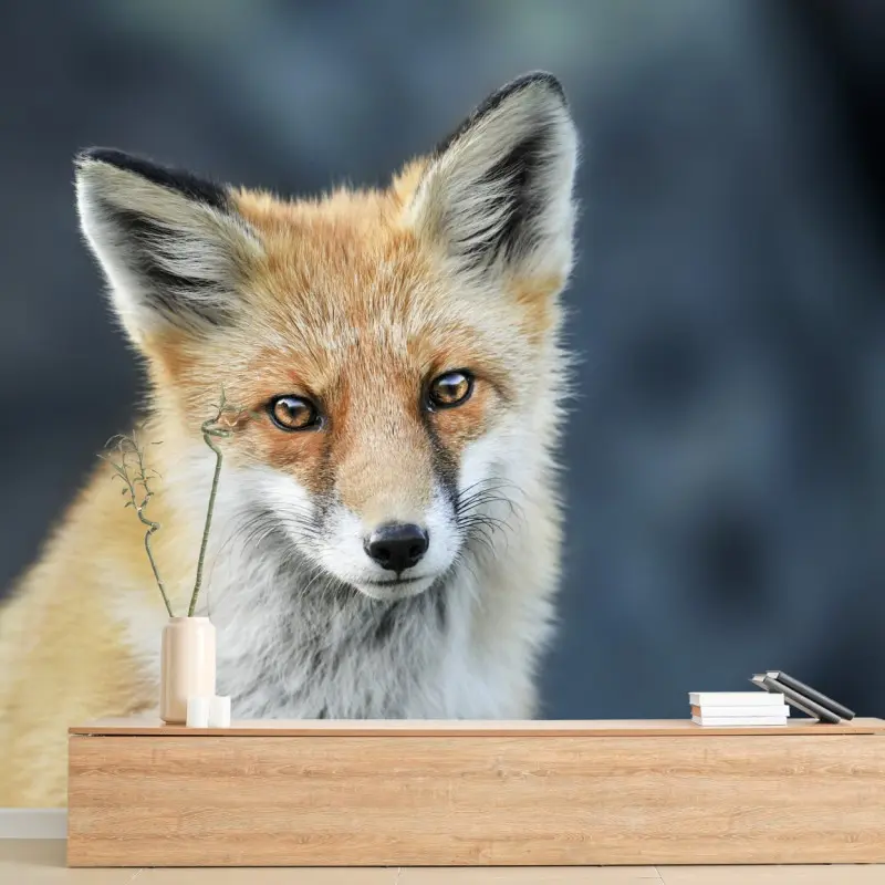 Fototapete rotfuchs nahaufnahme