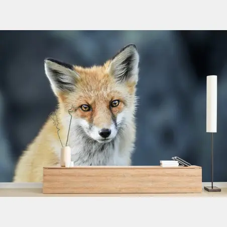 Fototapete rotfuchs nahaufnahme – Pixers®