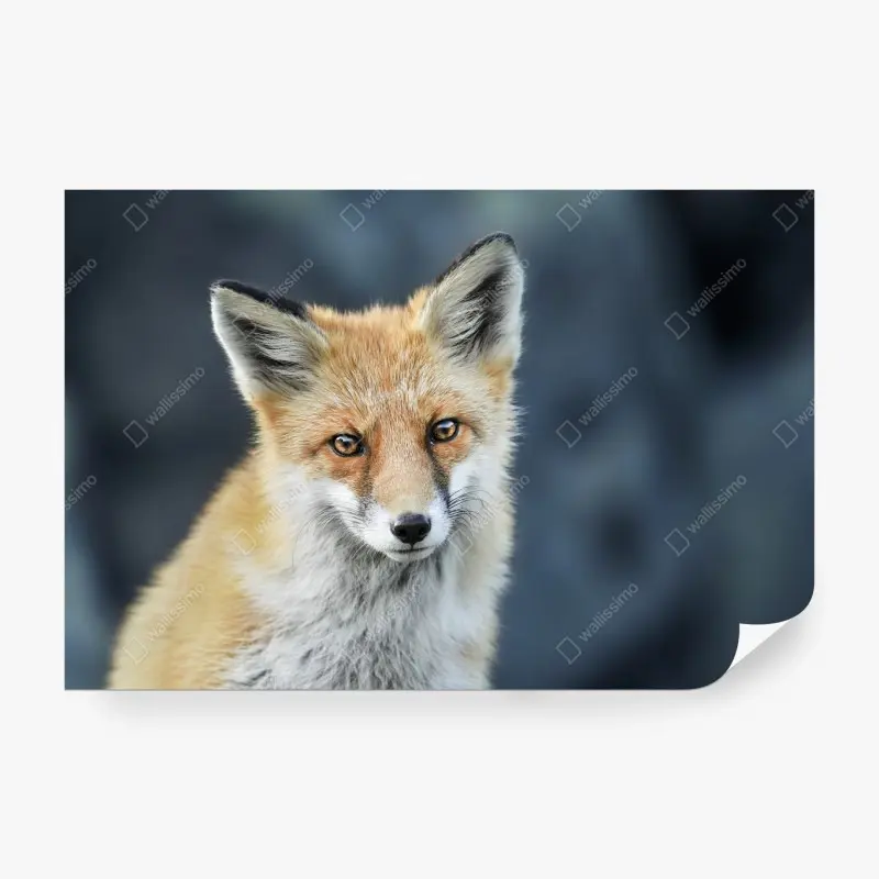 Fototapete rotfuchs nahaufnahme