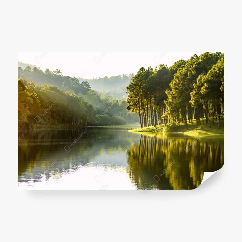 Fototapete ruhiger kiefernwald am stillen see