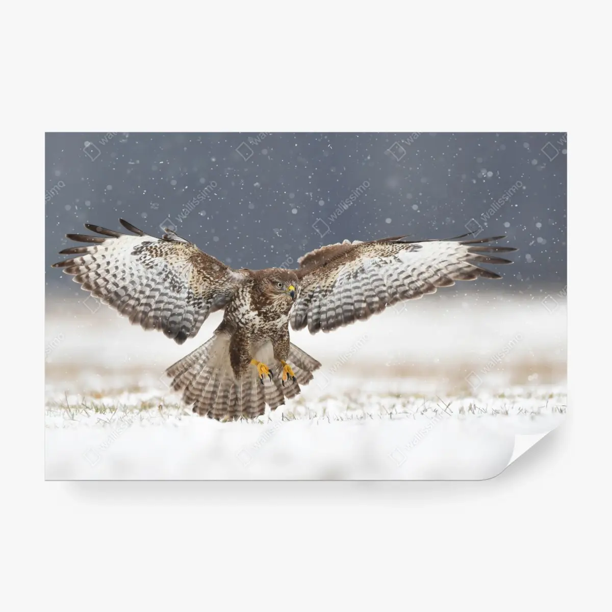 Fototapete mäusebussard landet im schnee – Pixers®