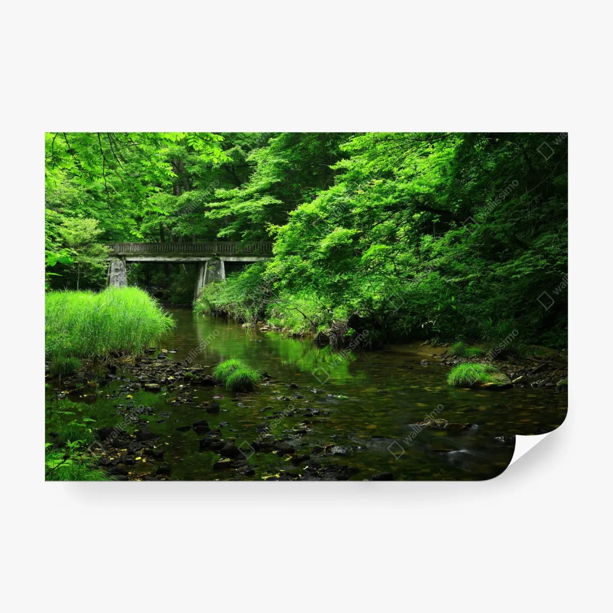 Fototapete üppiger grüner waldbach mit steinbrücke – Pixers®