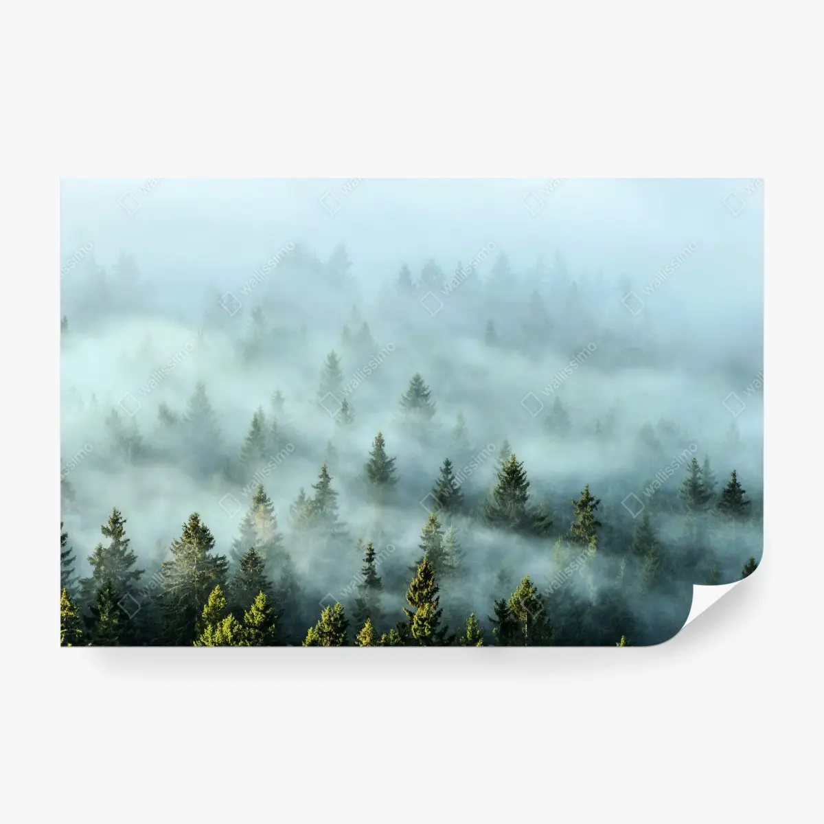 Fototapete nebliger fichtenwald am morgen – Pixers®