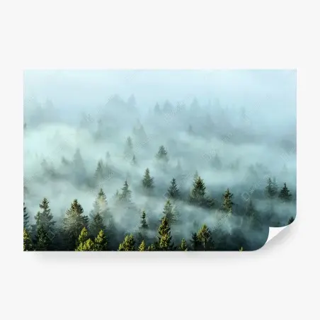 Fototapete nebliger fichtenwald am morgen – Pixers®