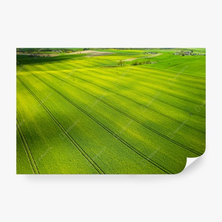 Fototapete goldene rapsfelder aus der vogelperspektive – Pixers®